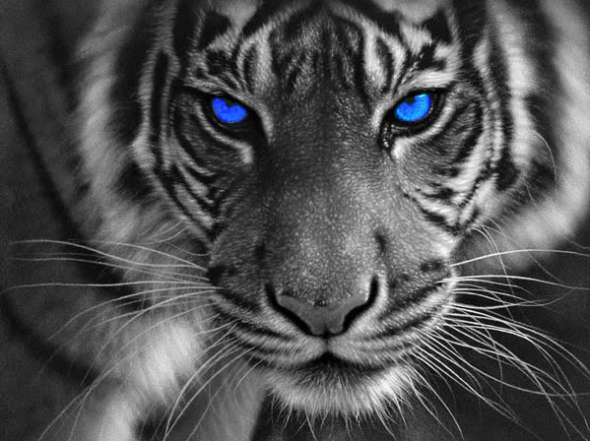 blueeyetigercopy
