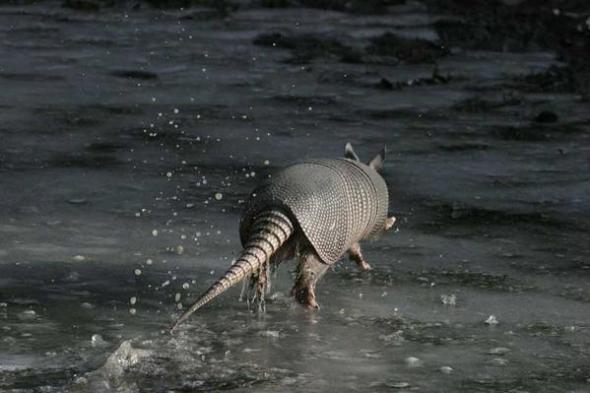 armadillo running